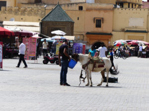 Exploring Meknes